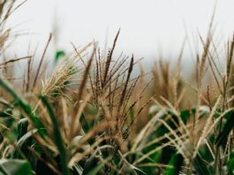 Crop Insurance